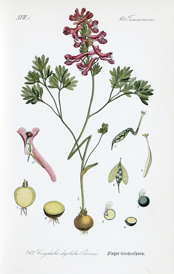 Thomé Lerchensporn